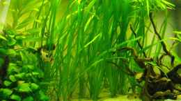 aquarium-von-fabian-ber-prof_Vallisneria Spiralis