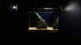 aquarium-von-torsten-bullmahn-becken-1804_