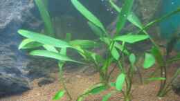 aquarium-von-pekro-becken-18048_Cryptocoryne Nevellii