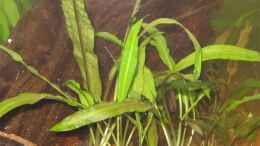 aquarium-von-pekro-becken-18048_Cryptocoryne Balansae