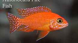 aquarium-von-andreas-sperk-becken-1806_Aulonocara FireFish