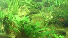 aquarium-von-el-grande-becken-18130_.:] 01.01.11 Cryptocoryne affinis