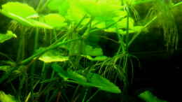 aquarium-von-malawigo-rio-guapore_Hydrocotyle leucocephala