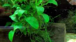 aquarium-von-the-last-becken-18147_Anubias congensis