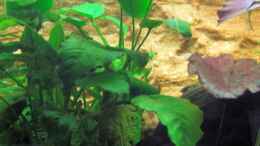 aquarium-von-the-last-becken-18147_Anubias heterophylla