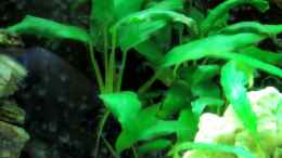 aquarium-von-the-last-becken-18147_Anubias barteri