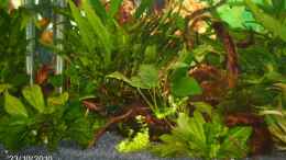 aquarium-von-andies10-becken-fuer-wirbellose_