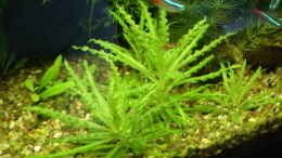 aquarium-von-hej-kompisar-becken-1816_Pogostemon helferi