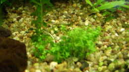 aquarium-von-hej-kompisar-becken-1816_ Hemianthus micranthemoides