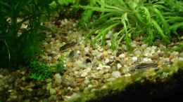 Foto mit Zwergpanzerwels (Corydoras pagmeae)