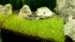 aquarium-von-maik-a--fluval-edge-7er-spot_Nadelsimse / Eleocharis acicularis