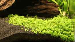 aquarium-von-maik-a--fluval-edge-7er-spot_Kubanisches Perlkraut / Hemianthus callitrichoides