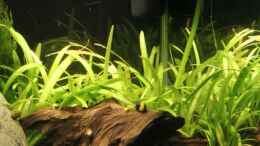 aquarium-von-maik-a--fluval-edge-7er-spot_Flutendes Pfeilkraut / Sagittaria subulata