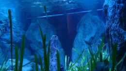 aquarium-von-thetoxicavenger-malawi-sandy-shorenur-noch-als-beispiel_