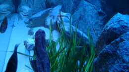 aquarium-von-thetoxicavenger-malawi-sandy-shorenur-noch-als-beispiel_