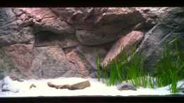 aquarium-von-thetoxicavenger-malawi-sandy-shorenur-noch-als-beispiel_Bepflanzung