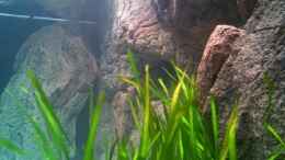 aquarium-von-thetoxicavenger-malawi-sandy-shorenur-noch-als-beispiel_