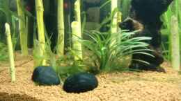 aquarium-von-ecosys-asia_matsch vallisneria