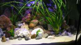 aquarium-von-vito-becken-18276_