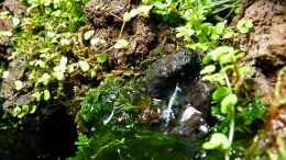 aquarium-von-bergfrau-lavafaelle_03 2011 - Rechter Wasserfall