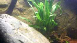 aquarium-von-falk-natur-of-dreams-ogowe_Cryptocoryne hinten ...vorn breite Hakenlilie