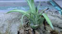 aquarium-von-falk-natur-of-dreams-ogowe_Tillandsia ixioides