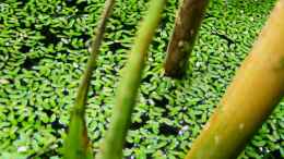 aquarium-von-falk-natur-of-dreams-ogowe_Phragmites über Wasser