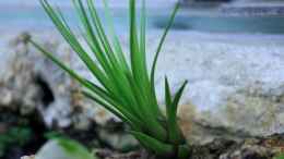 aquarium-von-falk-natur-of-dreams-ogowe_Tillandsia tenuifolia