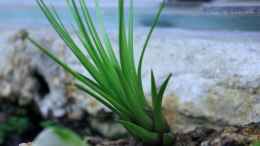 Foto mit Tillandsia tenuifolia