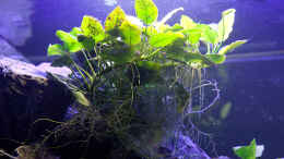 aquarium-von-erik-h--d-torm--my-first--nur-noch-als-beispiel_Anubias