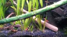 aquarium-von-newbie-newbies-waterworld_Vallisneria spiralis (Vallisneria americana var. biwaensis) 