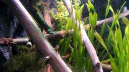 aquarium-von-newbie-newbies-waterworld_Teichlebermoos (Riccia fluitans) links im Bild