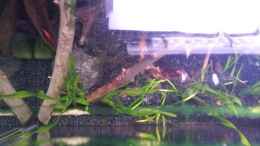 aquarium-von-newbie-newbies-waterworld_Mooskugel (Cladophora aegagropila) links im Bild