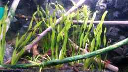 aquarium-von-newbie-newbies-waterworld_Zwergschwertpflanze (Helanthium bolivianum) im Vordergrund