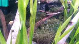 aquarium-von-newbie-newbies-waterworld_Teichlebermoos (Riccia fluitans) mittig im Bild