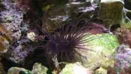 aquarium-von-lippfisch-becken-18380_violette Zylinderrose