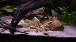 aquarium-von-cichlid-power-kakadus_