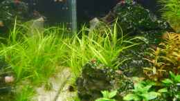 aquarium-von-zebraschneggla-seiryu-rocks_Juncus Repens