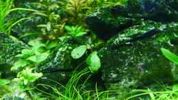 aquarium-von-zebraschneggla-seiryu-rocks_Buce unter Wasser