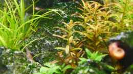 aquarium-von-zebraschneggla-seiryu-rocks_Rotala rotundifolia