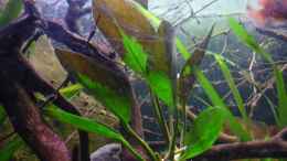 aquarium-von-chris-r--black-pearl_Anubias congensis