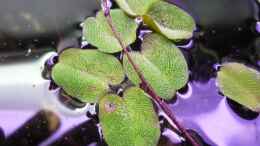 aquarium-von-chris-r--black-pearl_Salvinia natans