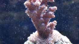 Foto mit Acropora spec. 27.02.2011