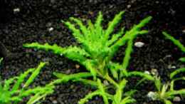 aquarium-von-dori-fischsuppe_Pogostemon helferi