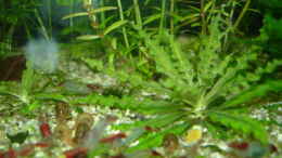 aquarium-von-hej-kompisar-becken-18509_Pogostemon helferi