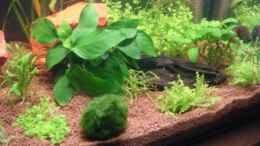 aquarium-von-dori-betta-home_