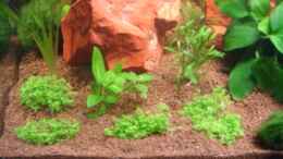 aquarium-von-dori-betta-home_Hemianthus callitrichoides, Staurogyne repens