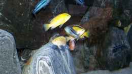 Foto mit Melanochromis cyaneorhabdos und Labidochromis Yellow 