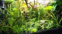 aquarium-von-jochen-jais-mp-aquarium_