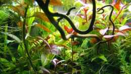 aquarium-von-jochen-jais-mp-aquarium_